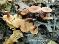 Lactarius lacunarum-amf1097-2